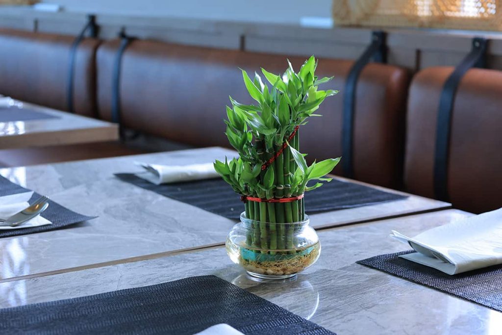 18 Amazing Plants for Rooms Without Windows Plantglossary