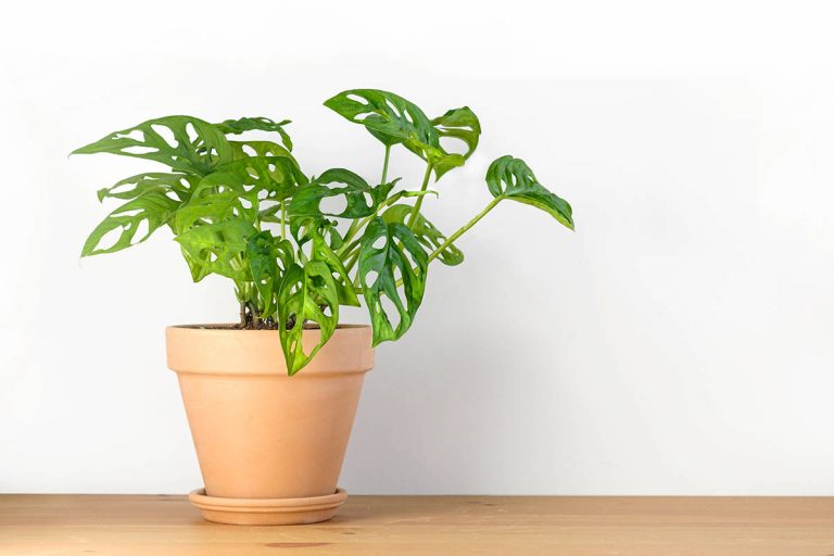 18 Common Types of Monstera Plants - Plantglossary