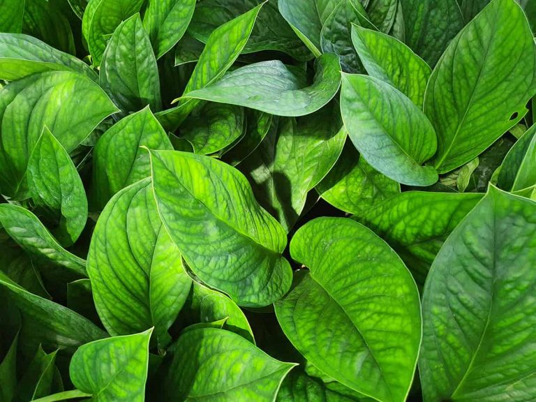 18 Common Types of Monstera Plants - Plantglossary