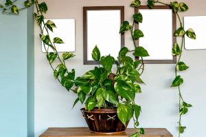 Most Dangerous Houseplants in the Home