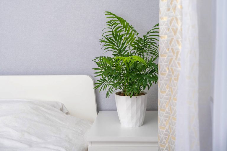 18 Amazing Plants for Rooms Without Windows Plantglossary
