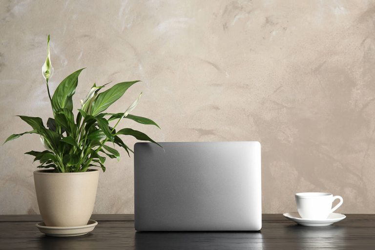 18 Amazing Plants for Rooms Without Windows Plantglossary