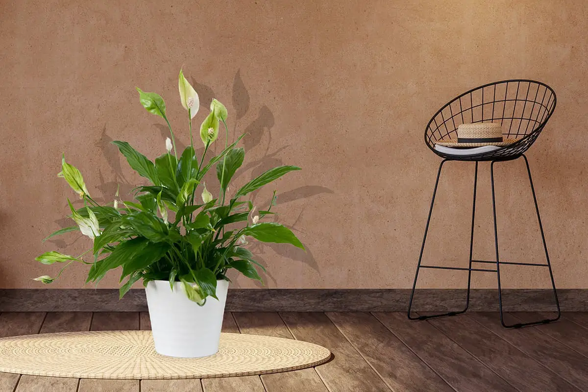 Peace Lily Varieties