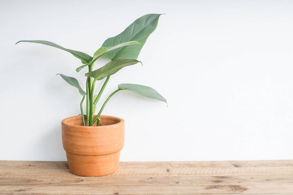 18 Amazing Plants for Rooms Without Windows Plantglossary