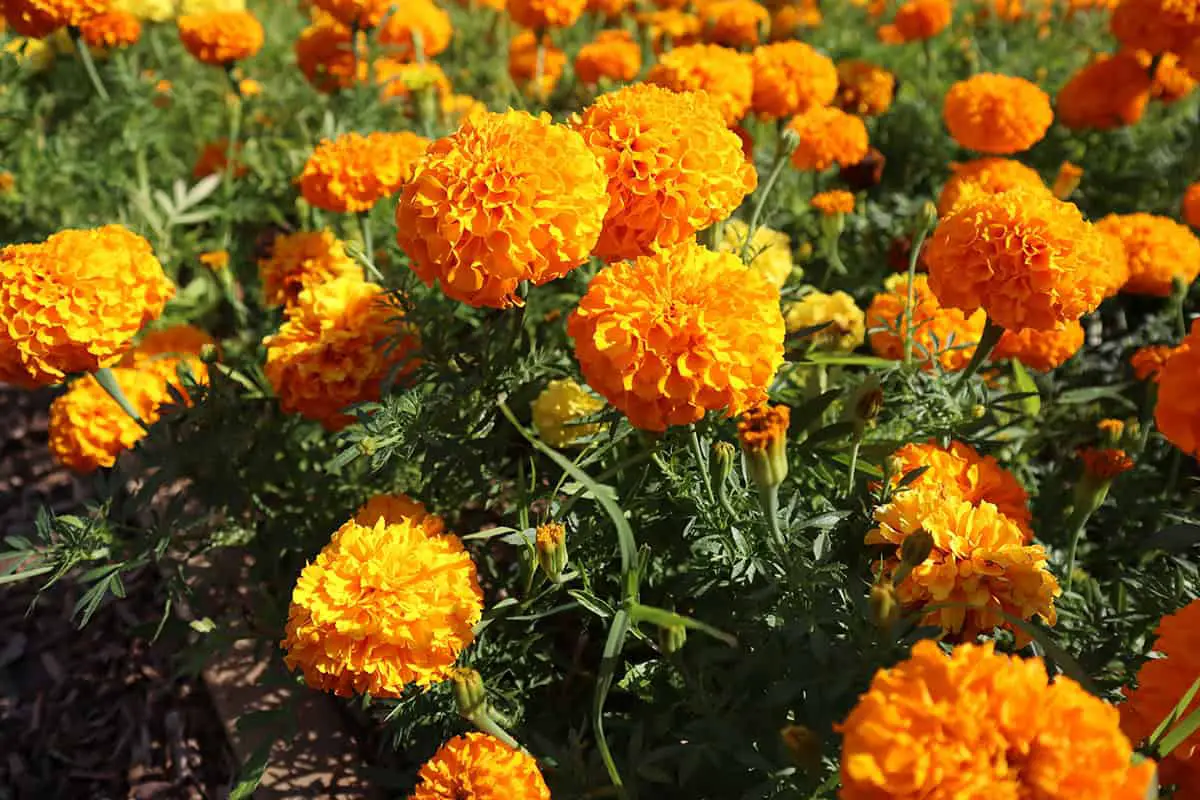 Planting Marigolds Too Close