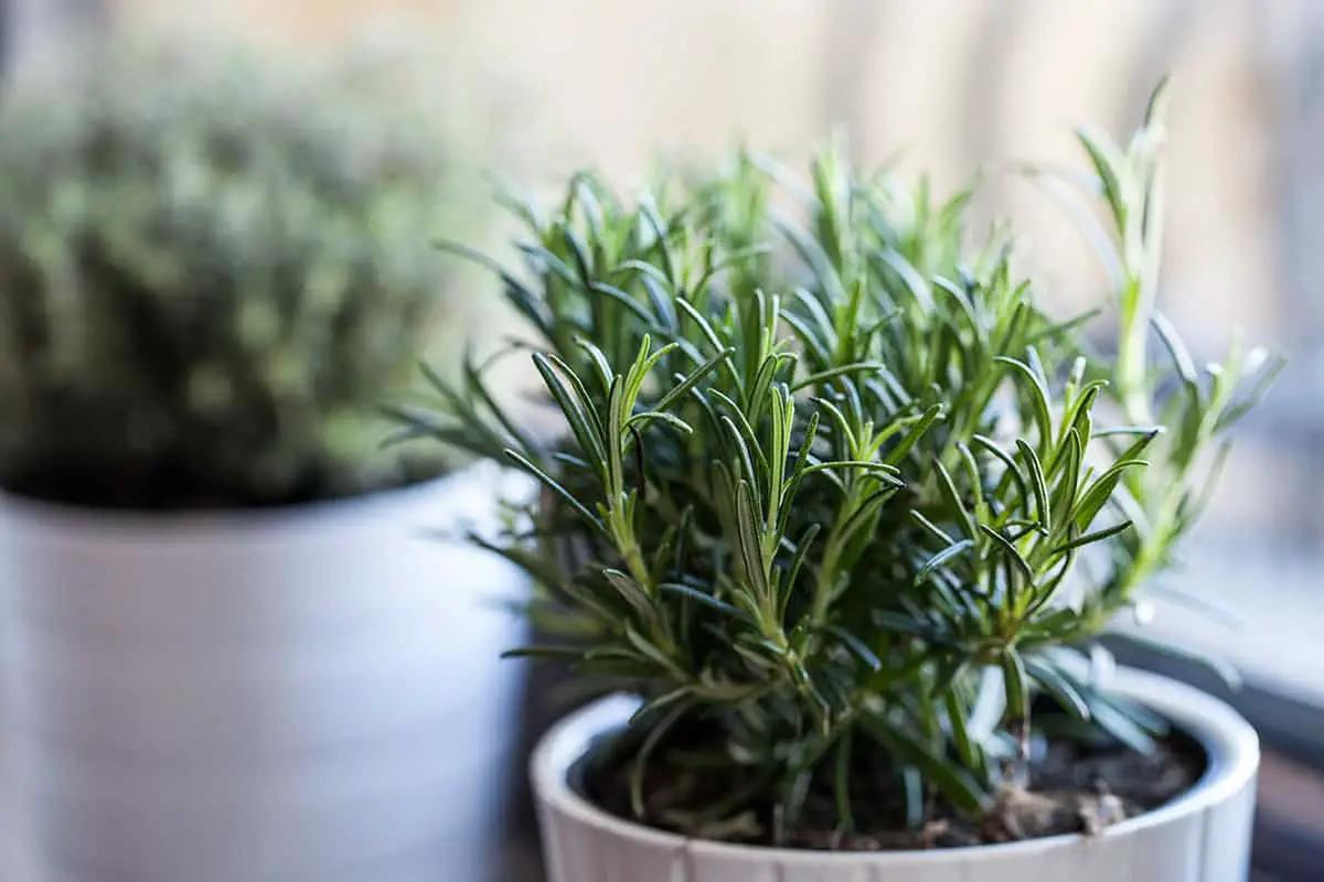 Plants That Bring Positive Energy and Good Fortune Into the Home