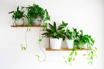 Plants for Rooms Without Windows