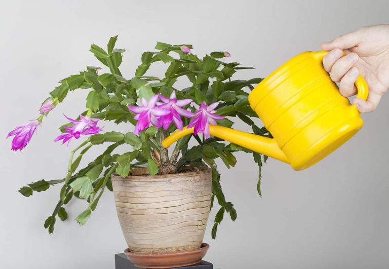 How & When to Prune Christmas Cactus - Plantglossary