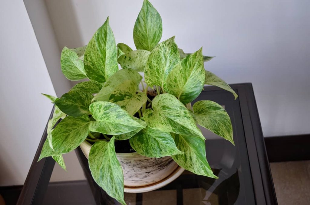 18 Amazing Plants for Rooms Without Windows Plantglossary