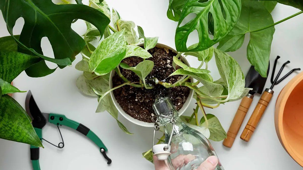 Pothos Varietal Differences and Watering