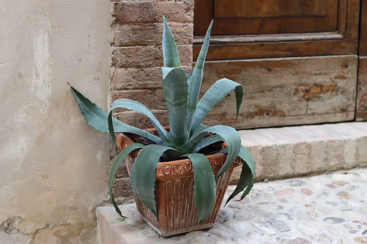 Potting and Repotting Agave