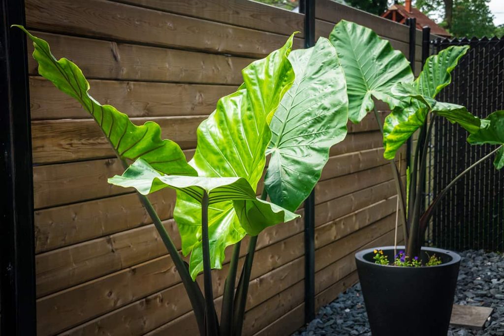 How to Grow and Care for Elephant Ear Plant Plantglossary