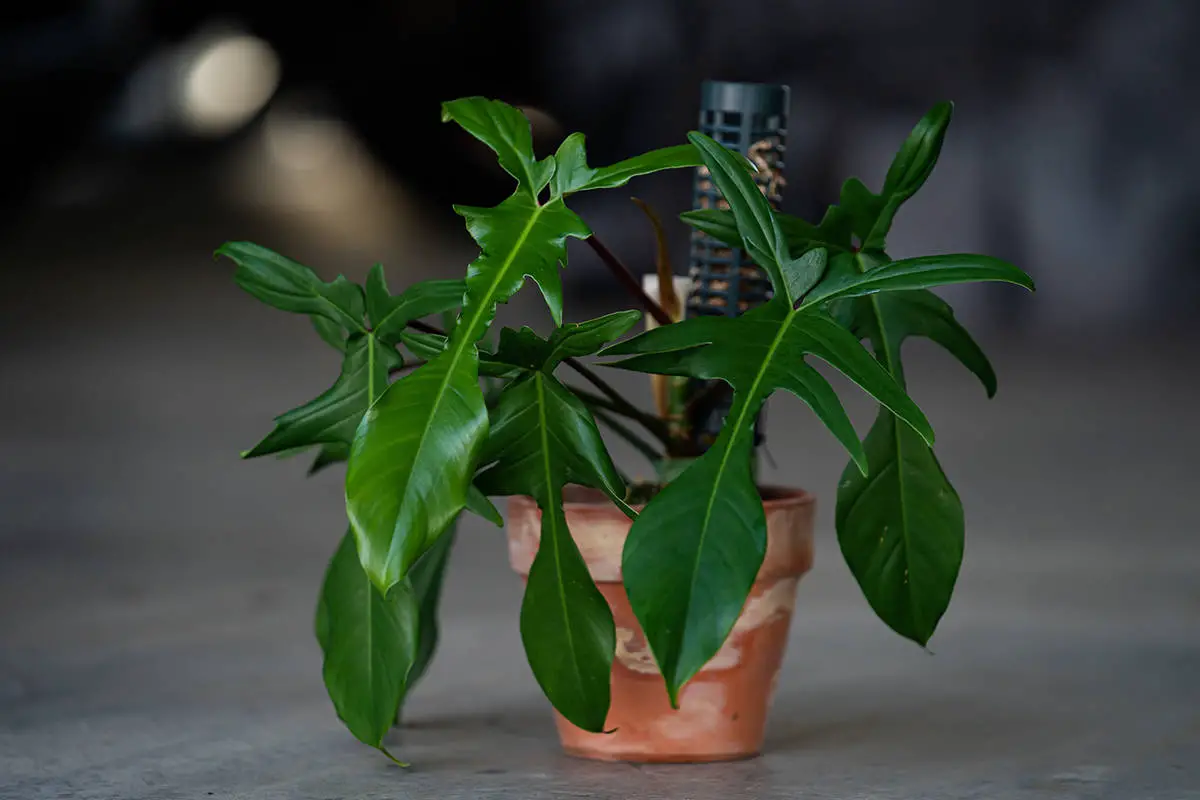 Potting and Repotting Florida Ghost Philodendron