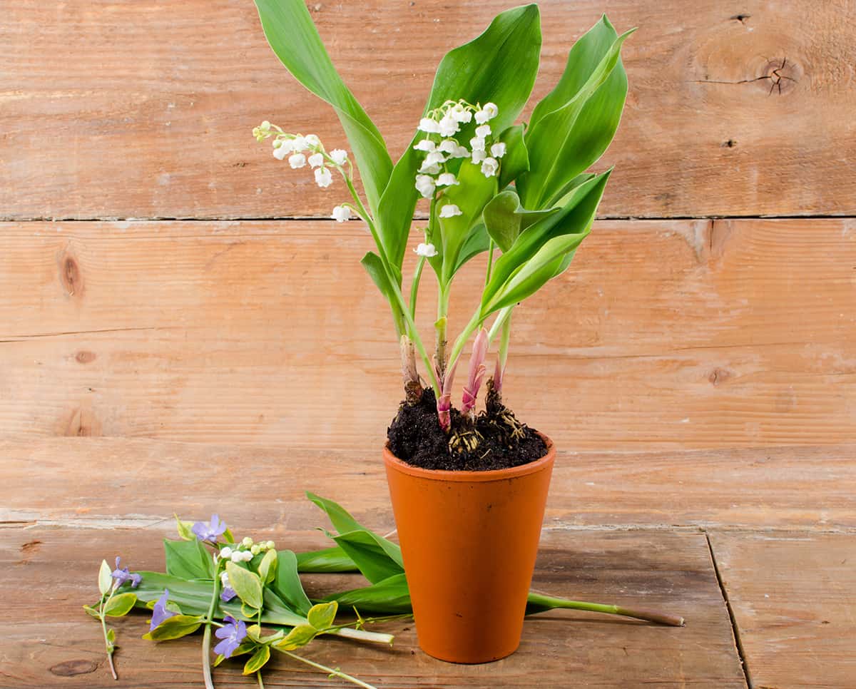 Potting and Repotting Lily of the Valley