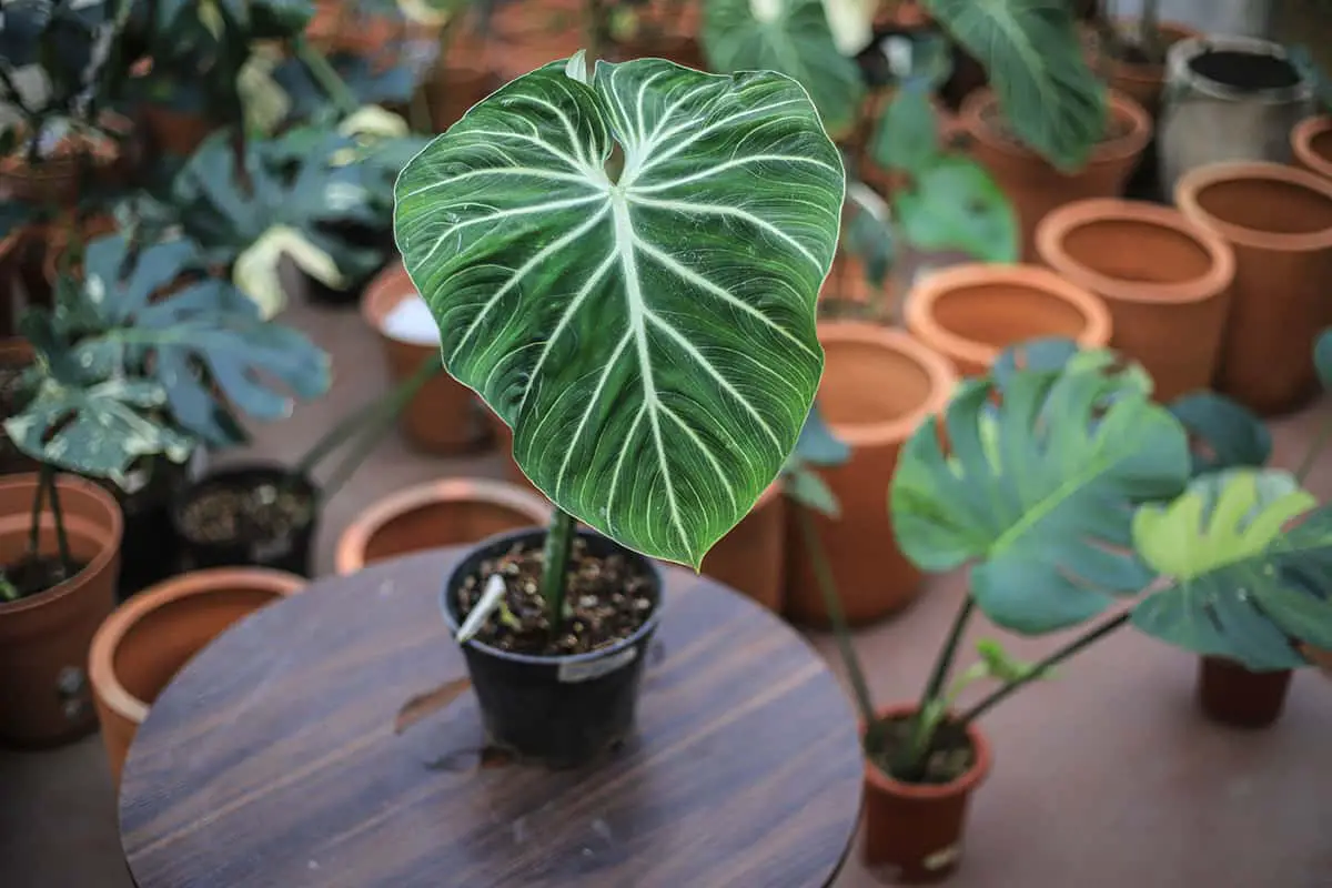 Potting and Repotting Philodendron Gloriosum