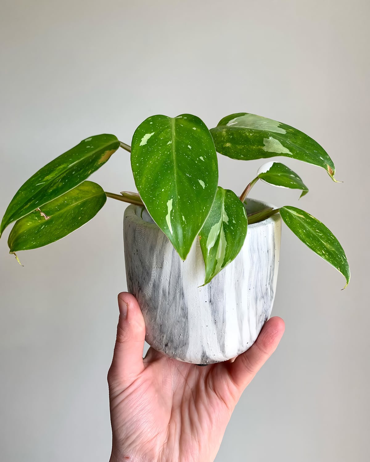 Potting and Repotting White Princess Philodendron