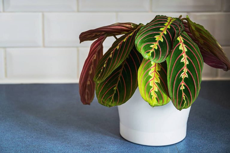 18 Amazing Plants for Rooms Without Windows Plantglossary