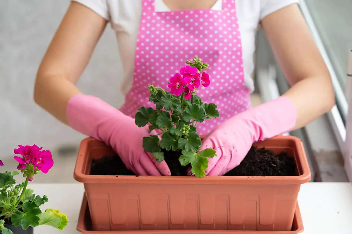 Selecting the Right Geraniums