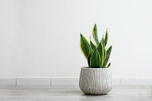 Snake Plant Care Mistakes