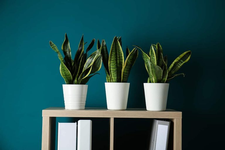 18 Amazing Plants for Rooms Without Windows Plantglossary