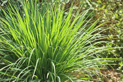 Snake Repellent Plants