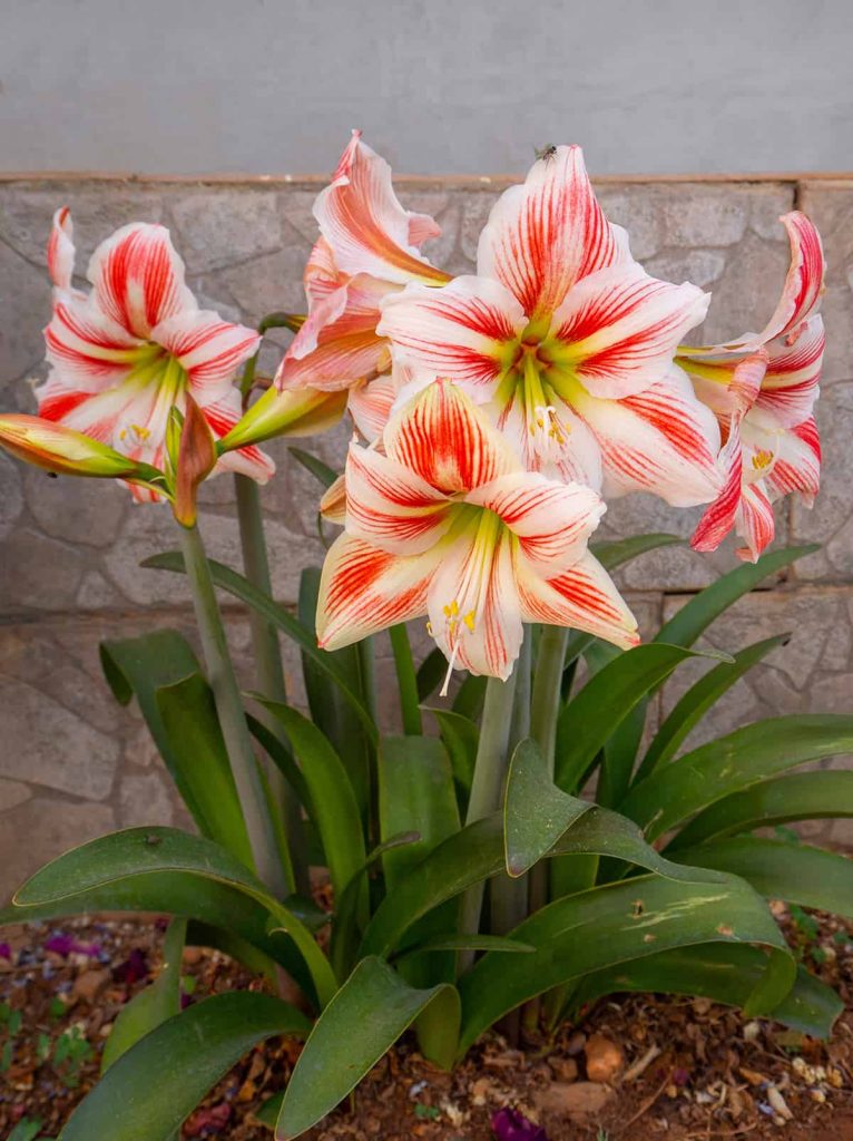 How To Plant and Care for Amaryllis - Plantglossary