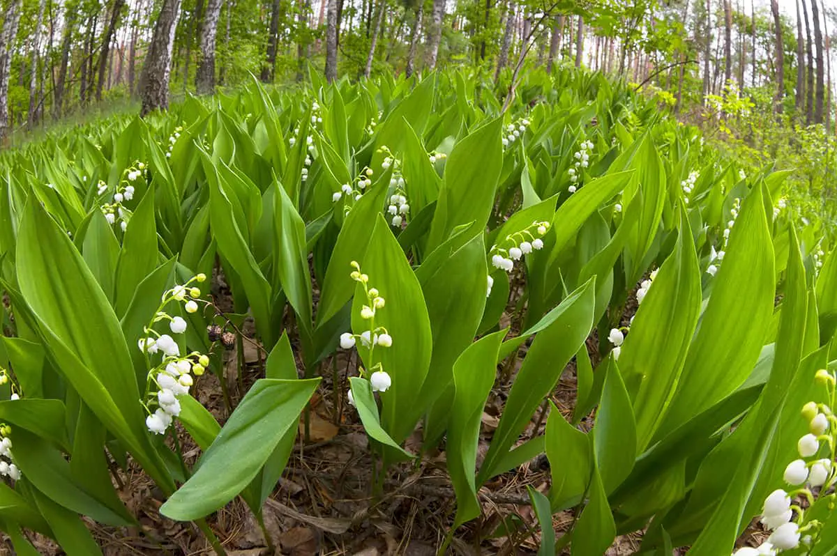 Soil Lily of the Valley