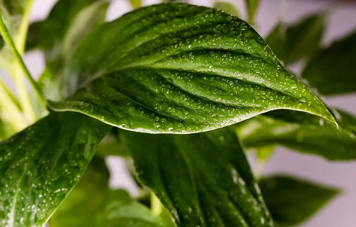 Spathiphyllum ‘Chopin’