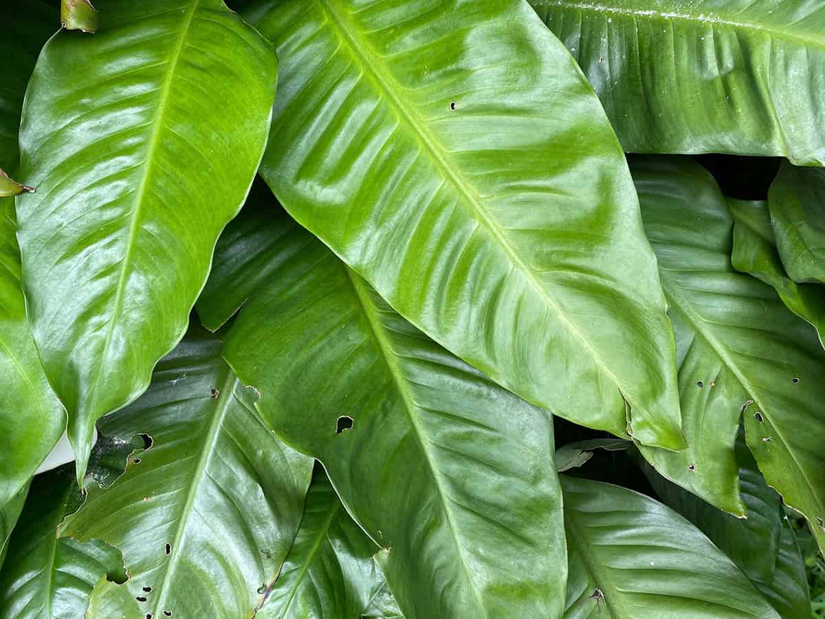 Spathiphyllum ‘Cupido’