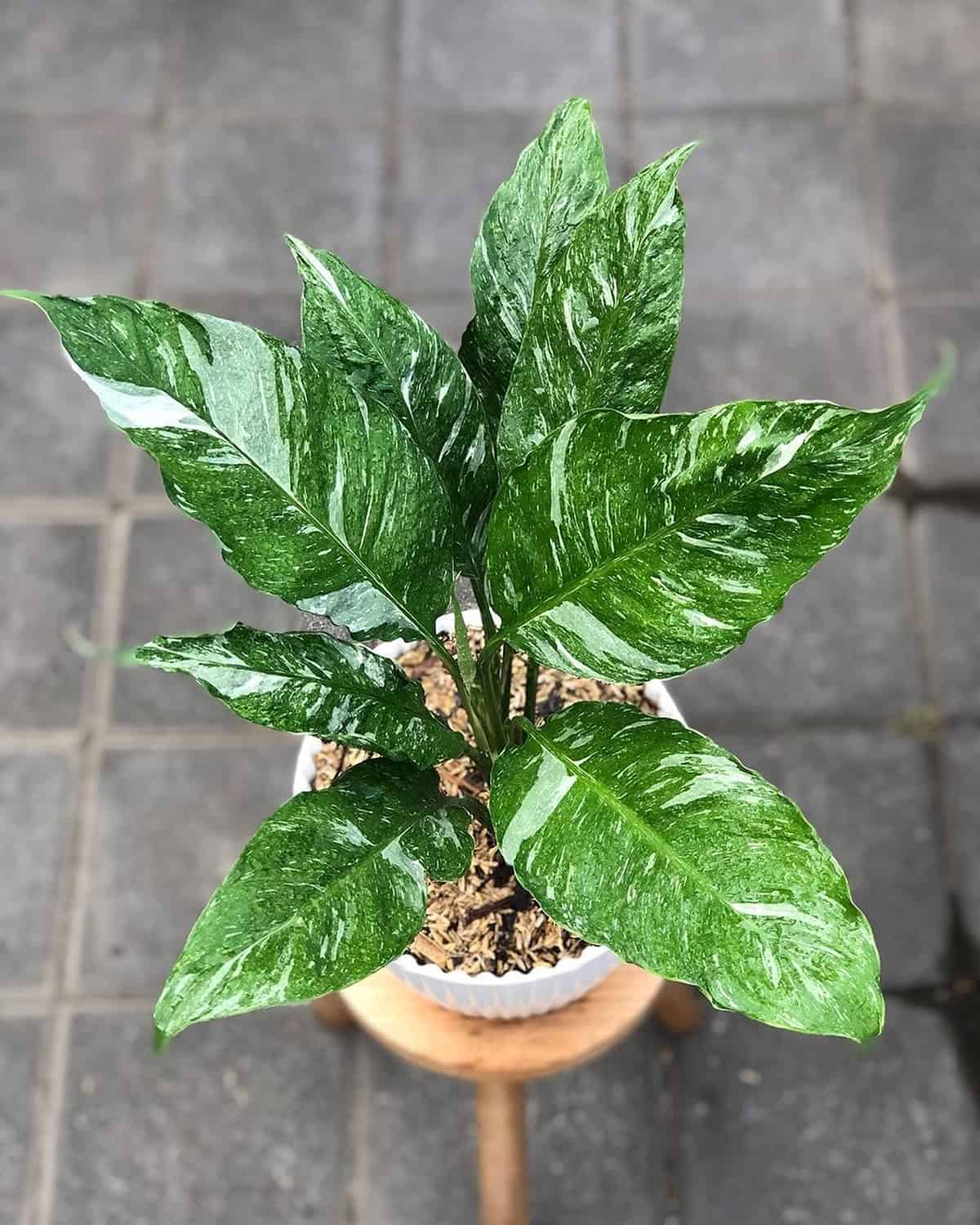 Spathiphyllum ‘Domino’