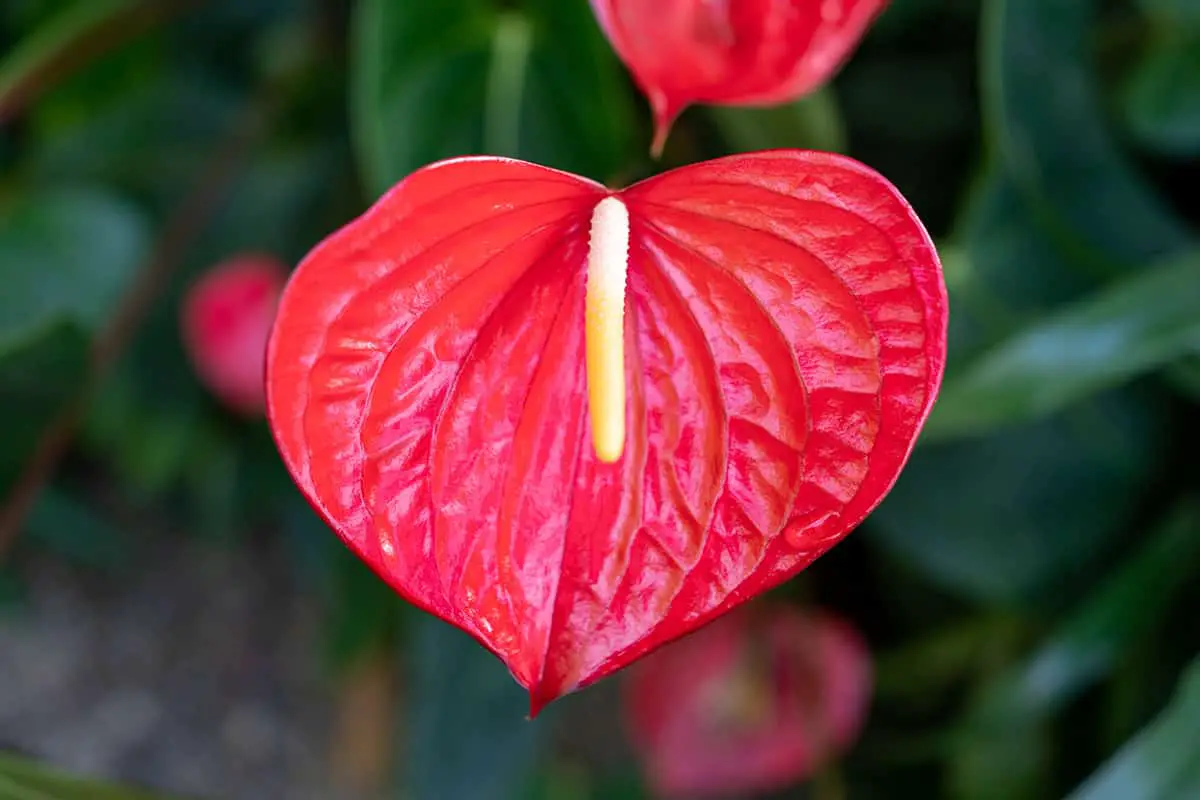 Spathiphyllum ‘Mauna Loa’