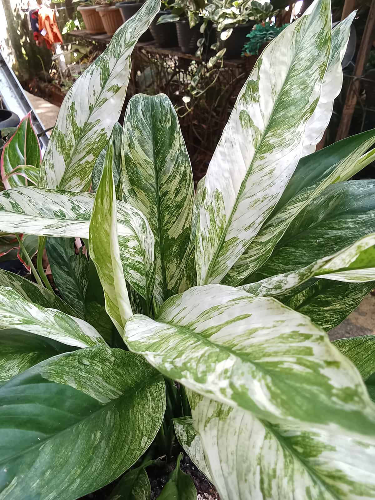 Spathiphyllum ‘Picasso’