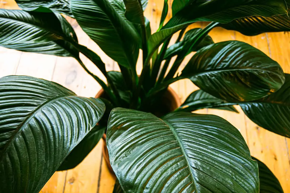 Spathiphyllum ‘Sensation’