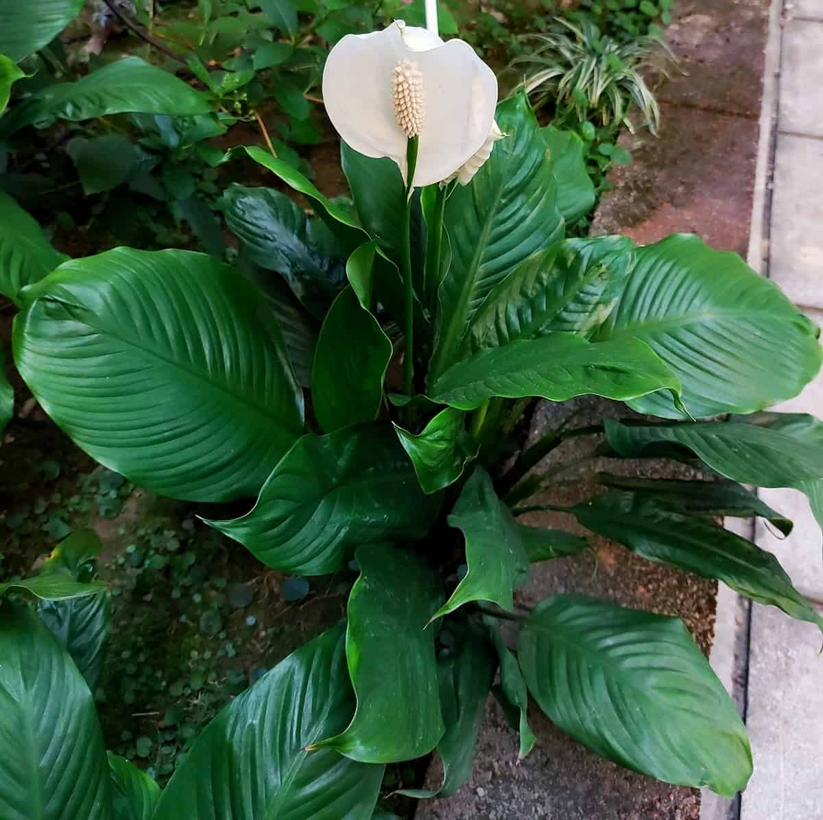 Spathiphyllum ‘Sweet Chico’