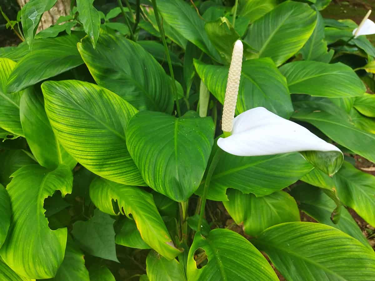 Spathiphyllum ‘Wallisii’