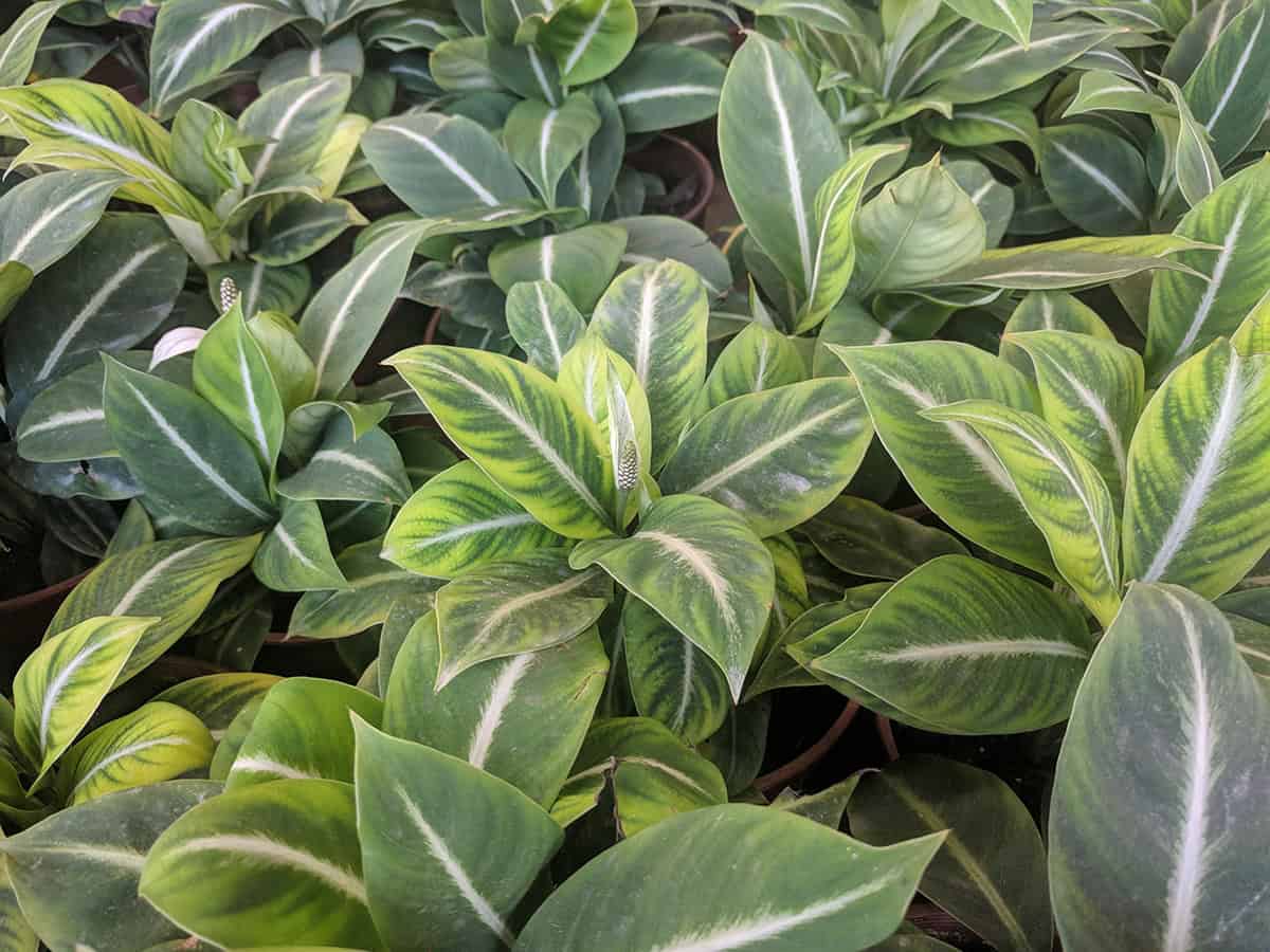 Spathiphyllum ‘White Stripe’