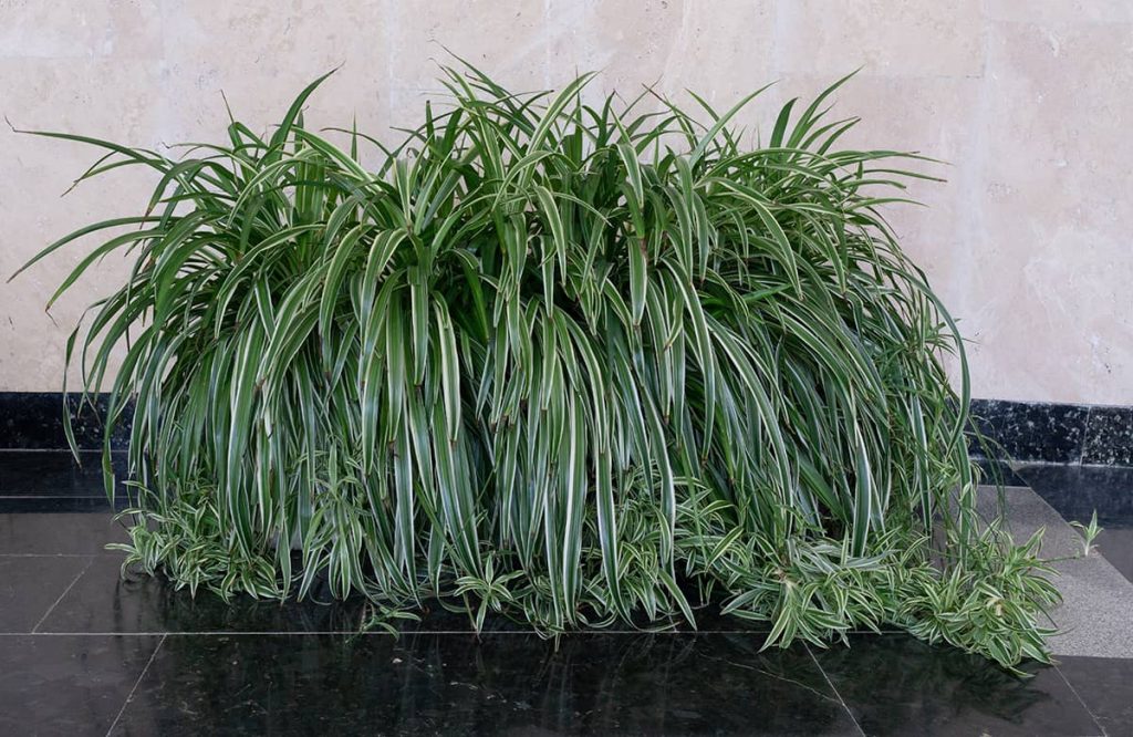 18 Amazing Plants for Rooms Without Windows Plantglossary