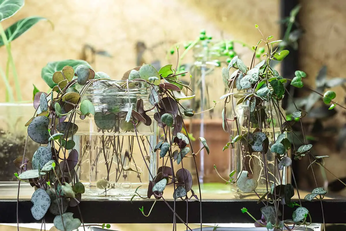 String Of Hearts (Ceropegia Woodii)