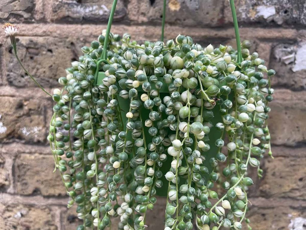 20 Amazing Trailing Houseplants For Any Vertical Displays - Plantglossary