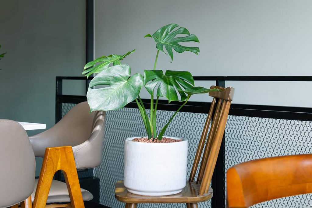 18 Amazing Plants for Rooms Without Windows Plantglossary
