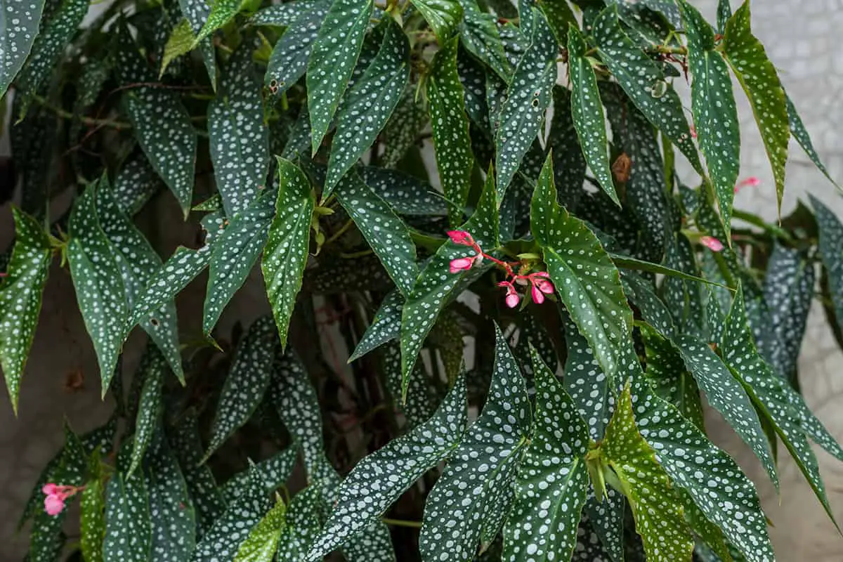 Temperature and Humidity Begonia Maculata