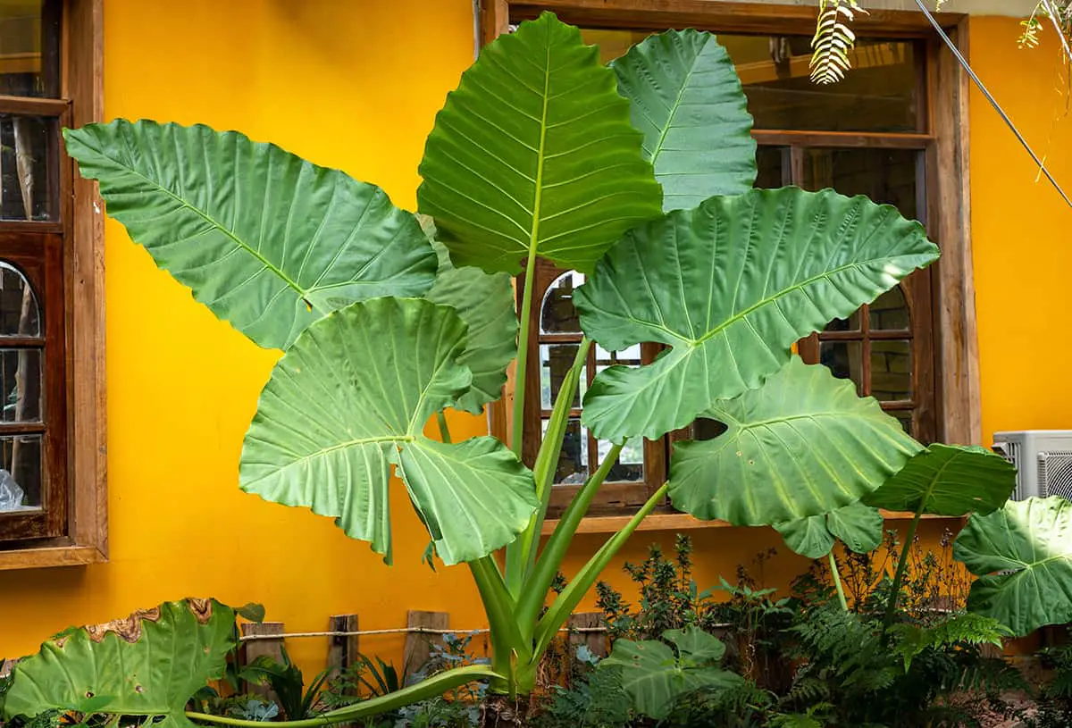 Temperature and Humidity Elephant Ear Plant