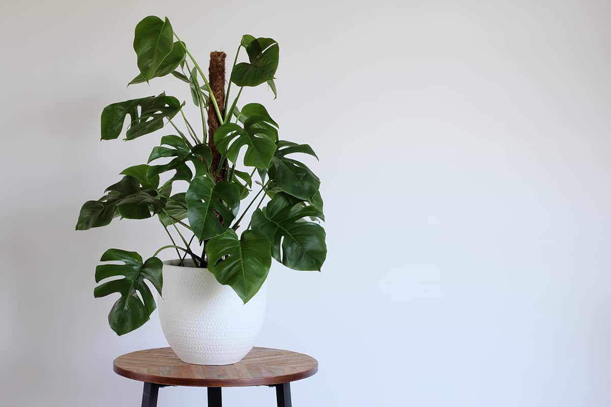 Temperature and Humidity Monstera