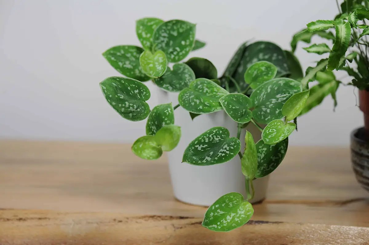 Temperature and Humidity Pothos