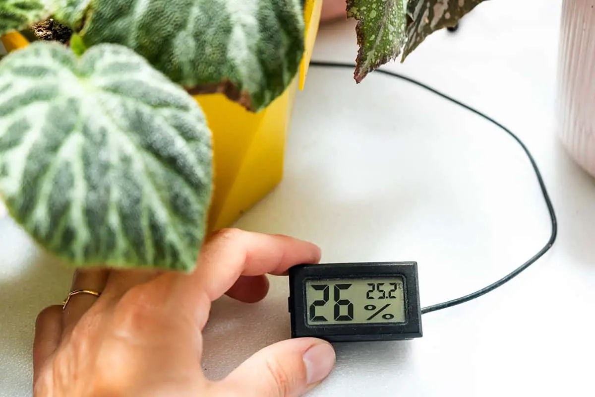 Temperature and Humidity Rex Begonia