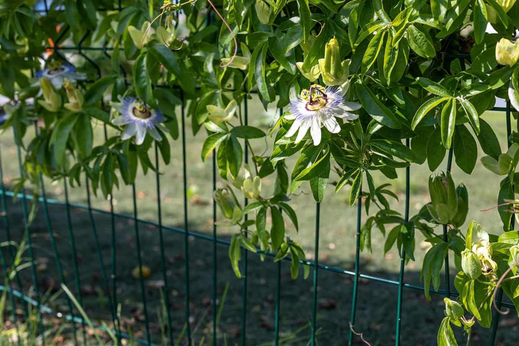 Semi Di Passiflora - 600 Semi Per Piante Perenni Resistenti Da Giardino, Balcone O Vaso