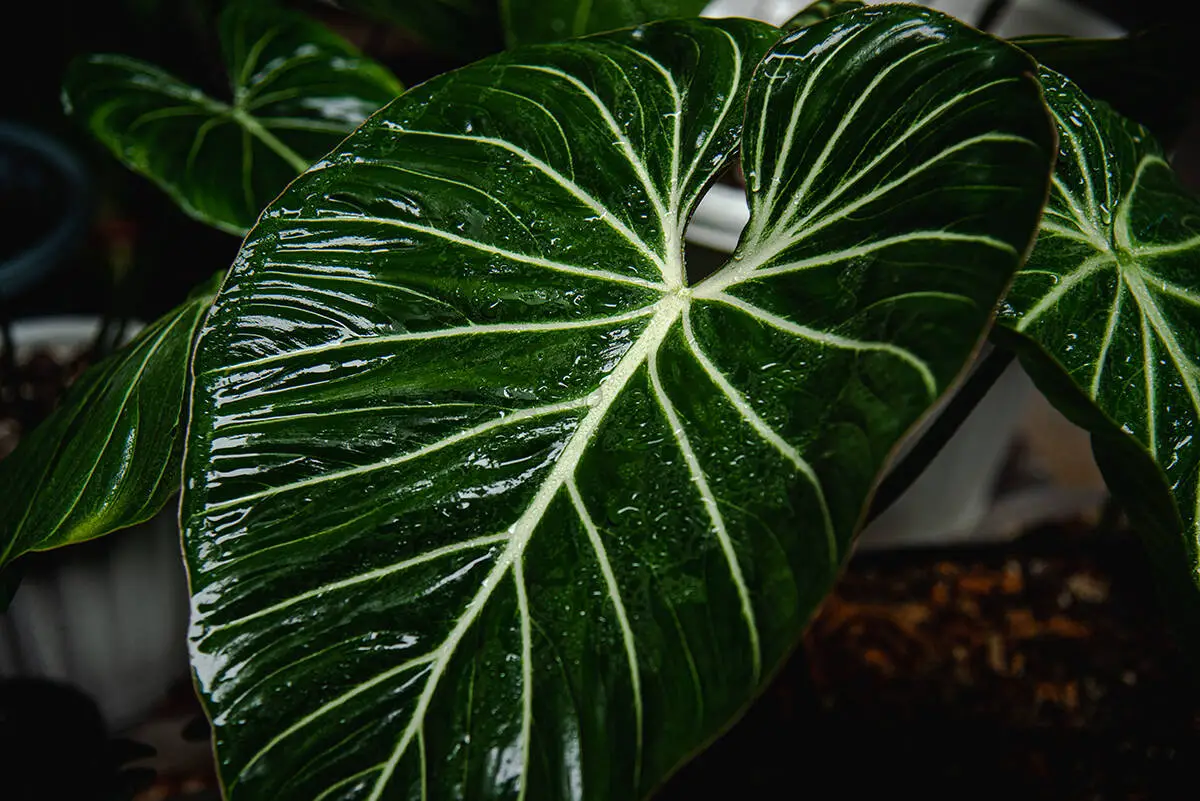 Water Philodendron Gloriosum
