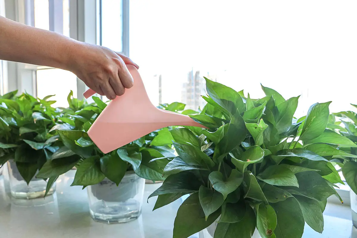 Watering Techniques for Pothos
