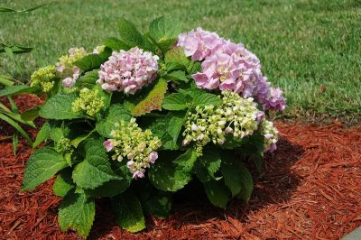 How to Keep Hydrangeas Blooming All Season - Plantglossary