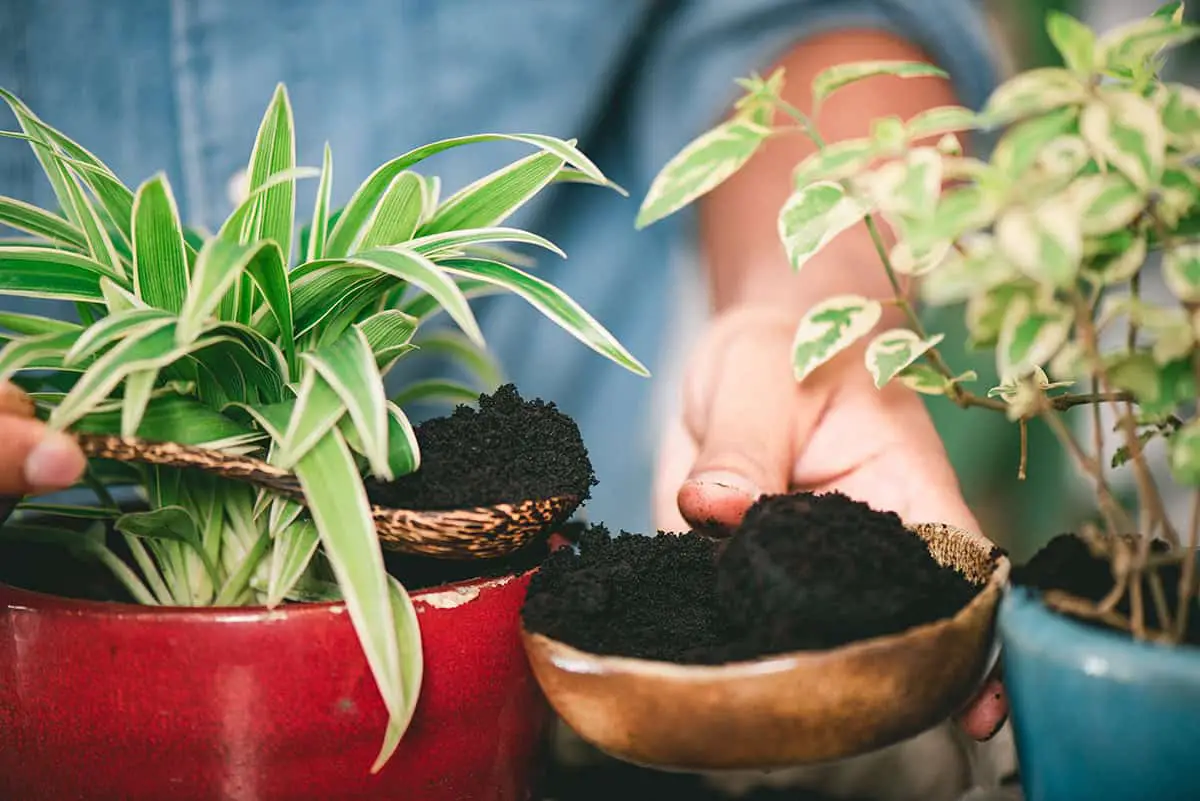 When To Use Coffee Grounds For Indoor Plants